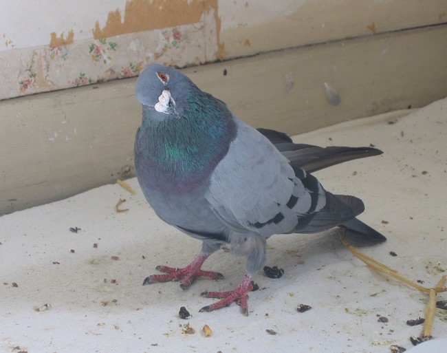 pigeon12.jpg