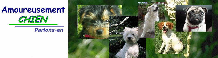 Amoureusement chien