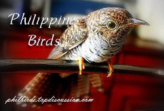 Philippines Bird