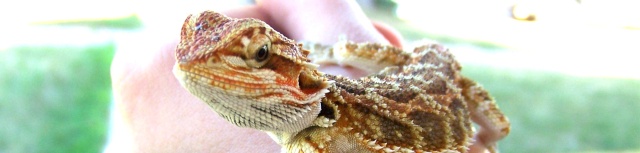 Minnesota Reptiles & Amphibians